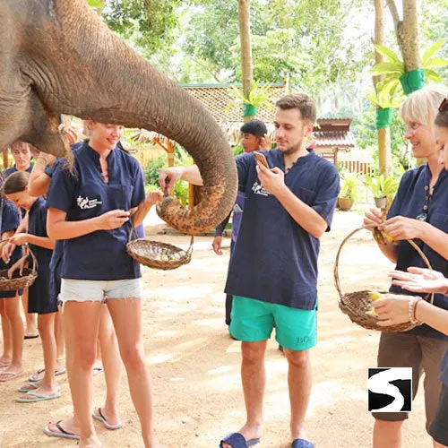 Feeding Activity Elephant Shelter Koh Samui - Last Minute Cruise Ship Guests