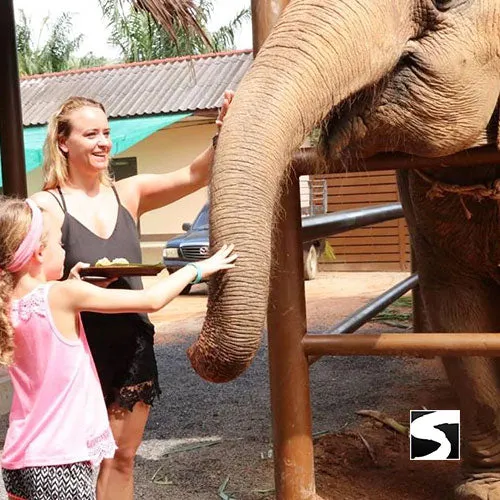 Feeding Activity Elephant Shelter Koh Samui - Last Minute Cruise Ship Guests