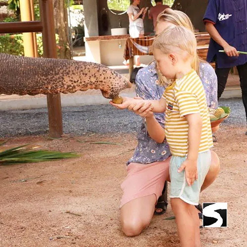Feeding Activity Elephant Shelter Koh Samui - Last Minute Cruise Ship Guests