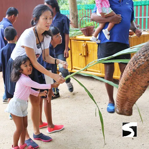 Feeding Activity Elephant Shelter Koh Samui - Last Minute Cruise Ship Guests