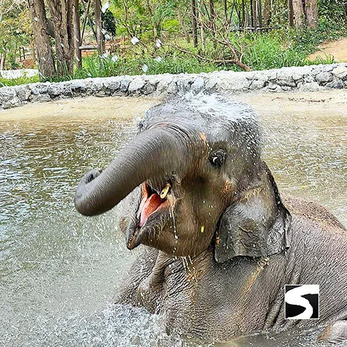 Round-Trip Transfer Elephant Kingdom 400m Skywalk Animal Shelter