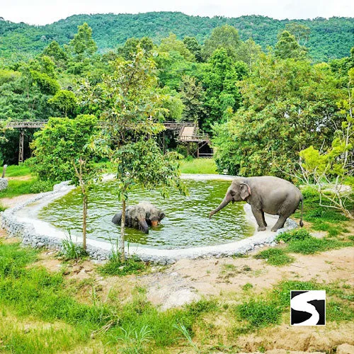 Round-Trip Transfer Elephant Kingdom 400m Skywalk Animal Shelter