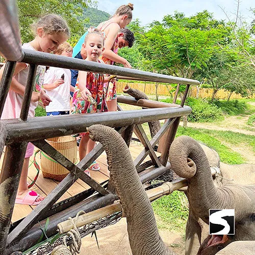 Round-Trip Transfer Elephant Kingdom 400m Skywalk Animal Shelter