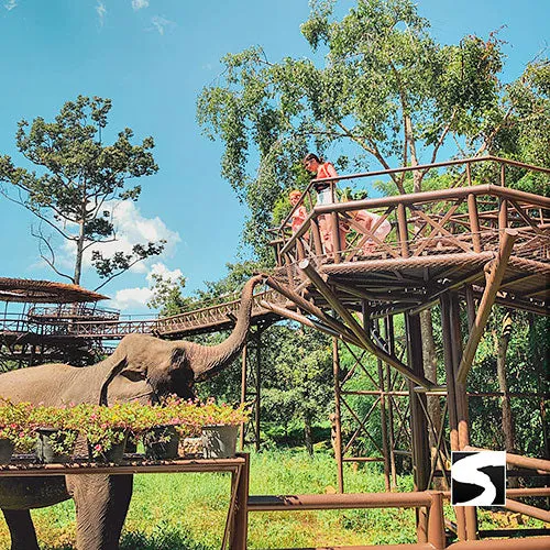 Round-Trip Transfer Elephant Kingdom 400m Skywalk Animal Shelter