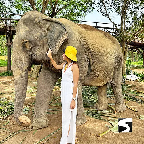 Round-Trip Transfer Elephant Kingdom 400m Skywalk Animal Shelter