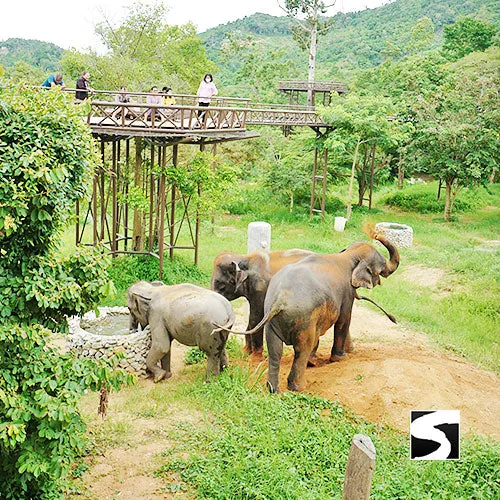 Round-Trip Transfer Elephant Kingdom 400m Skywalk Animal Shelter